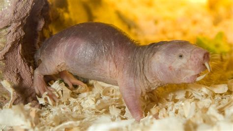 naked mole rat live cam|Webcams 